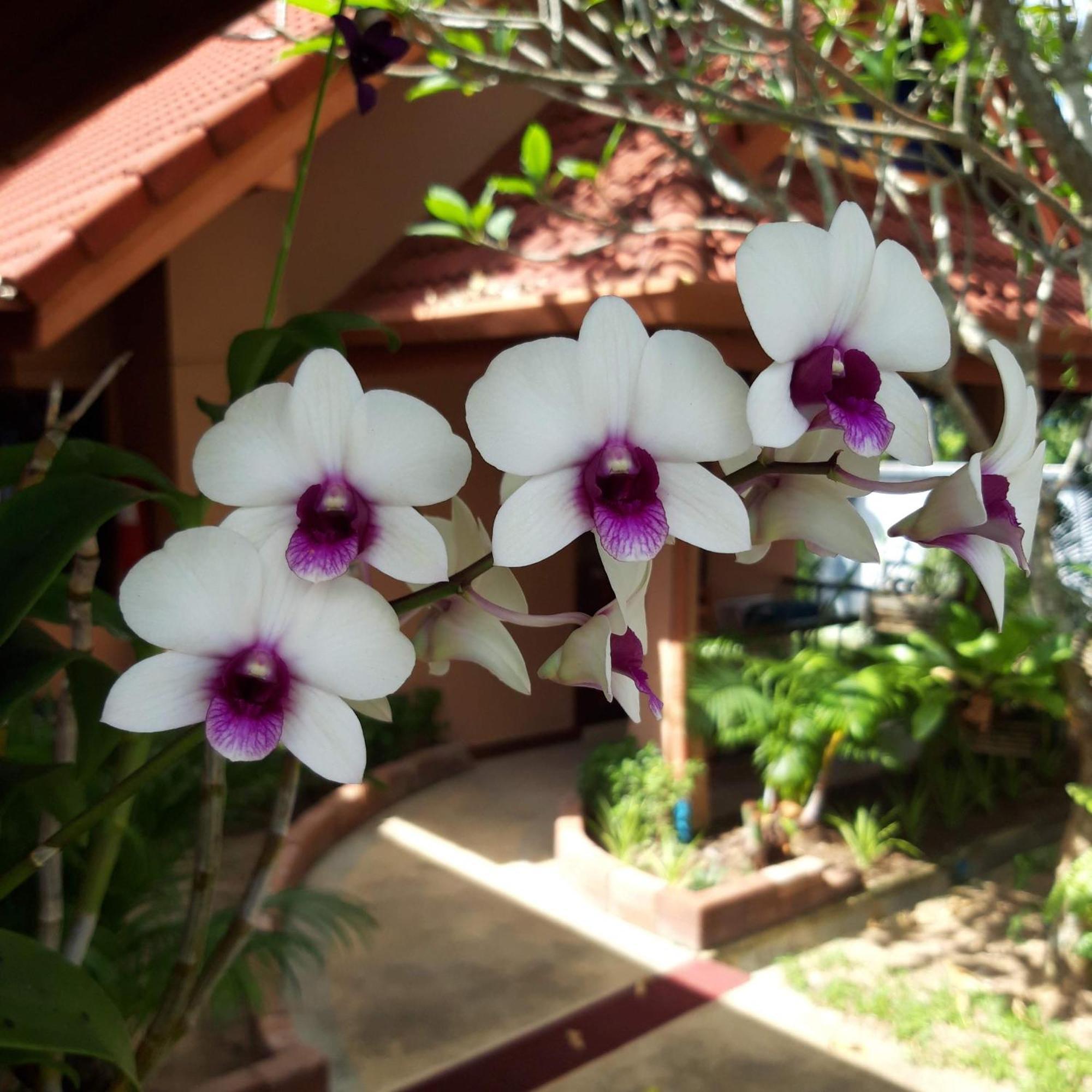 The Pace Phuket Boutique Resort Rawai Экстерьер фото